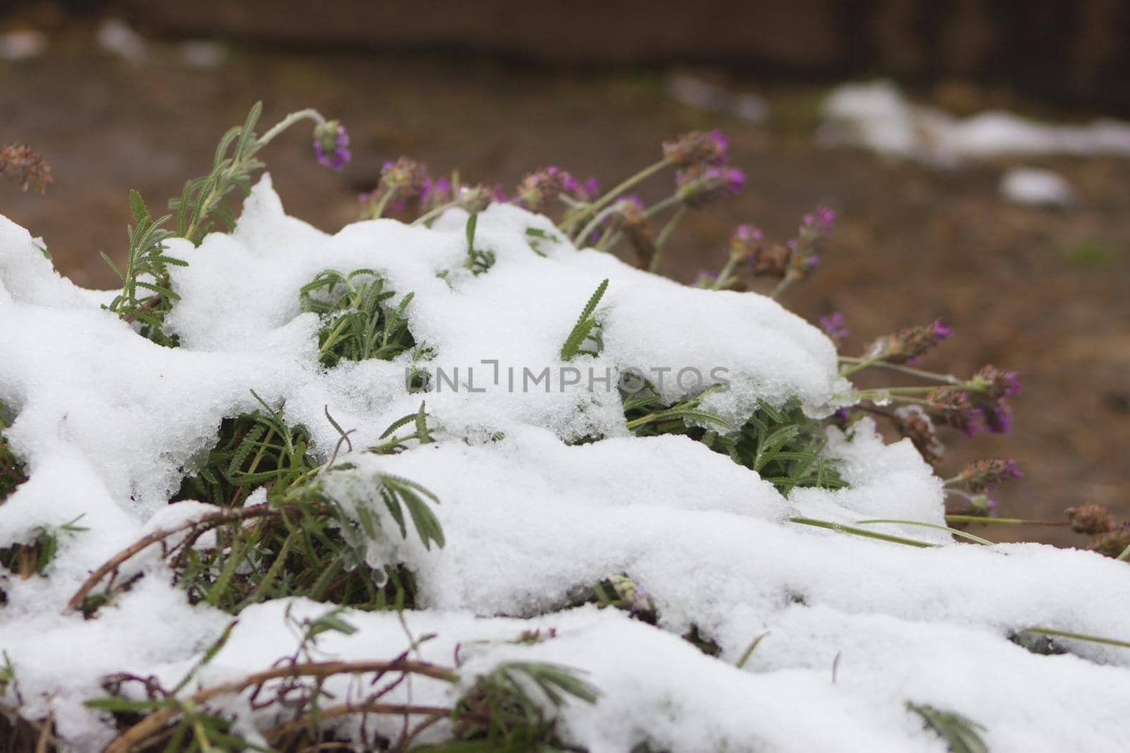 snow covered lavender plant by GabrielaBertolini