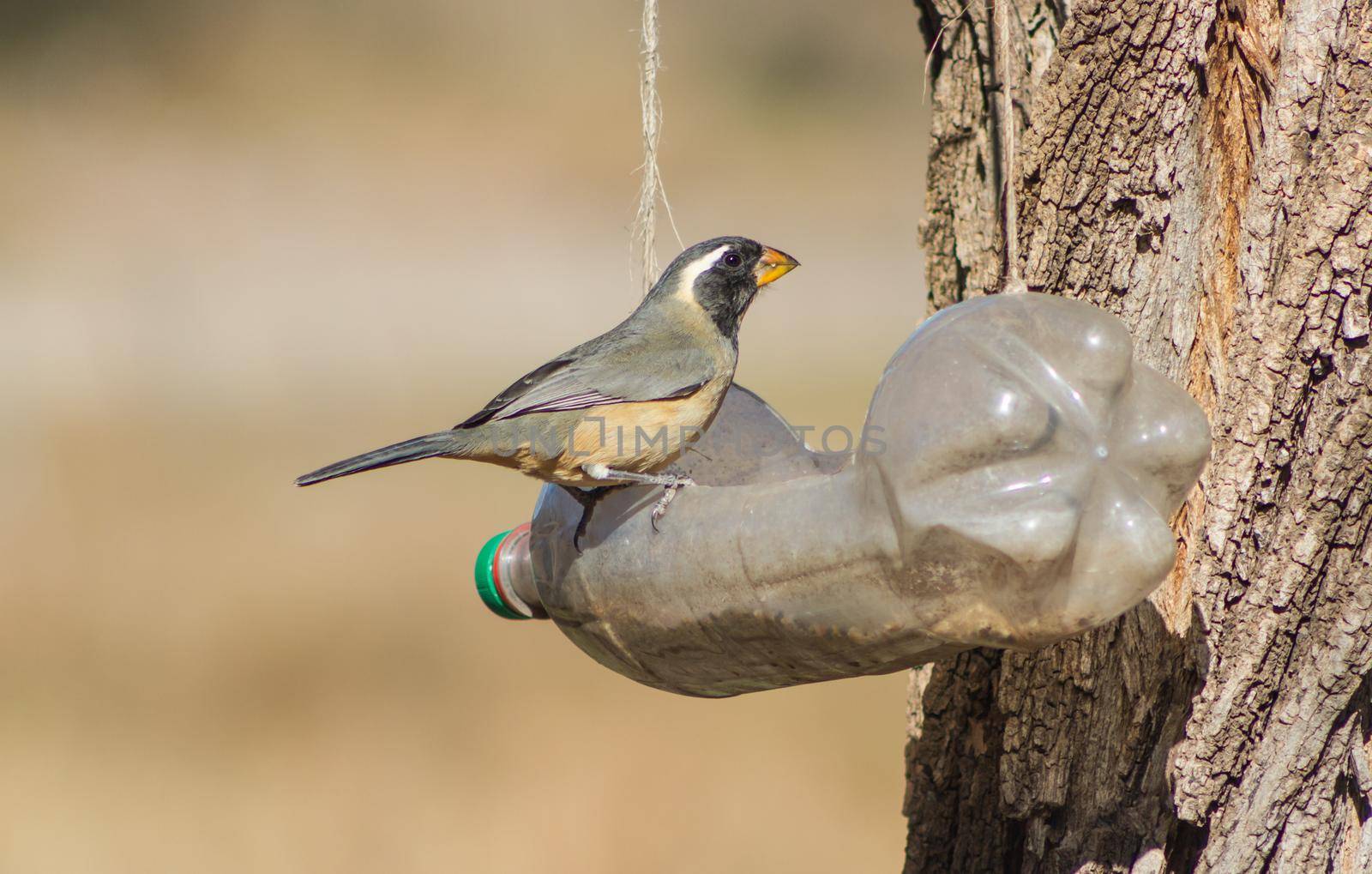 a Saltator aurantiirostris eating in the recycled bottle eater in winter