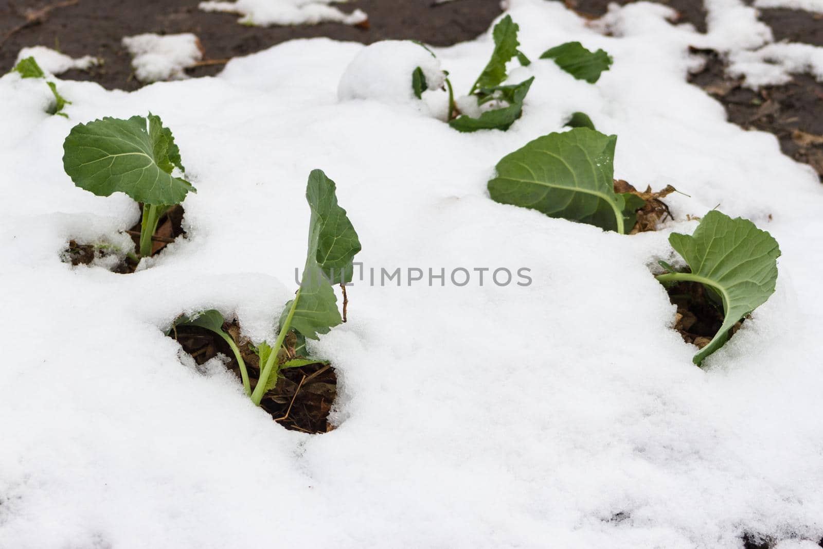 cabbage saplings in the garden covered with snow by GabrielaBertolini