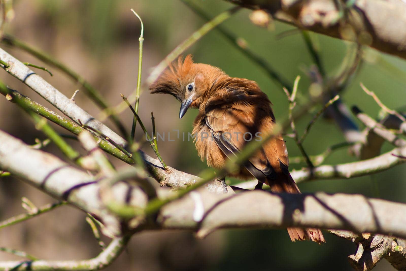 Pseudoseisura lophotes, bird that inhabits South America, perched on the branches of the tree
