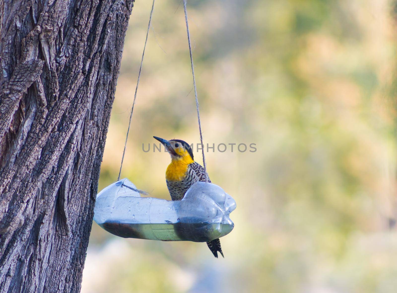 Colaptes campestris eating and drinking from recycled bottle by GabrielaBertolini