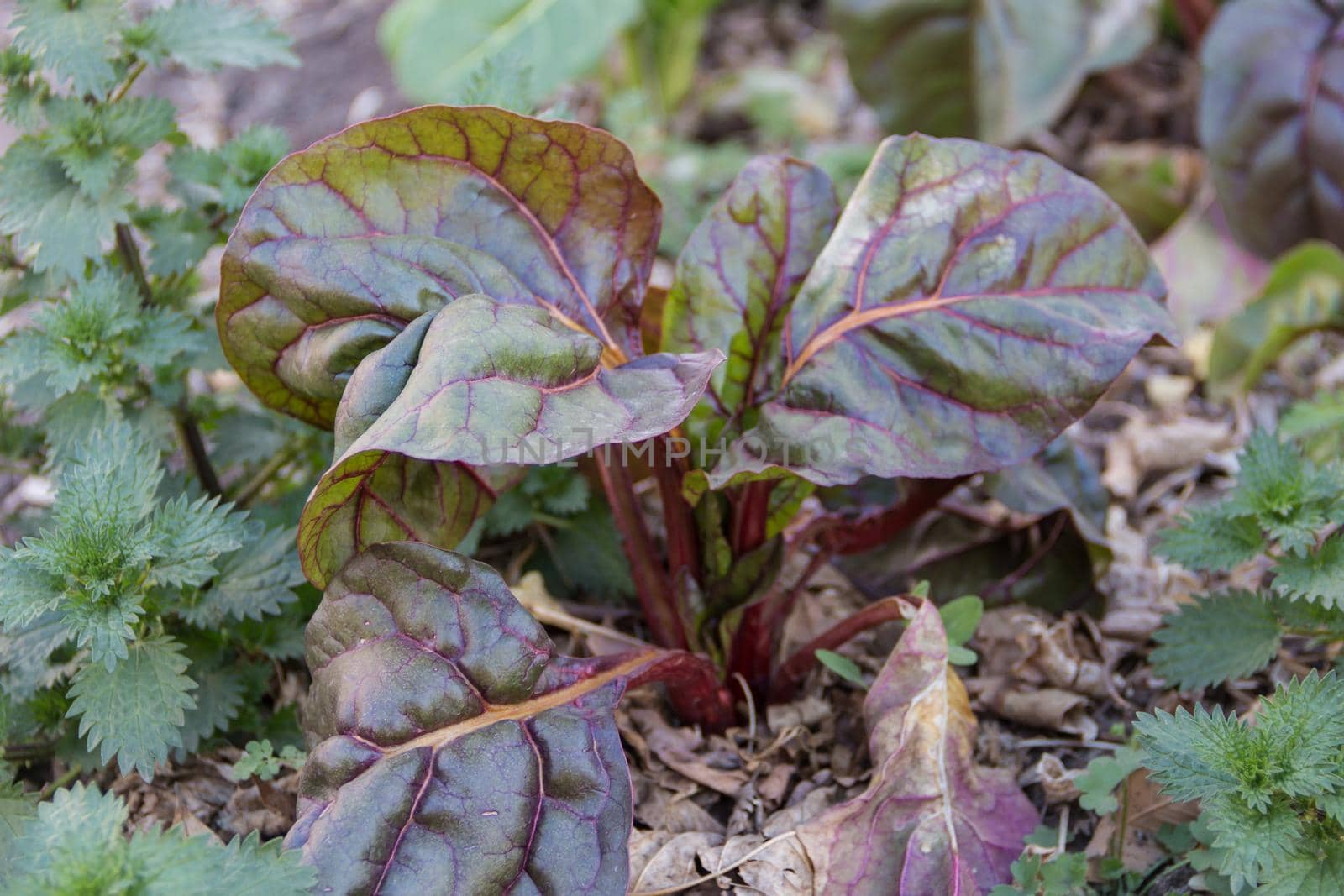 variety of chard grown in the family garden by GabrielaBertolini