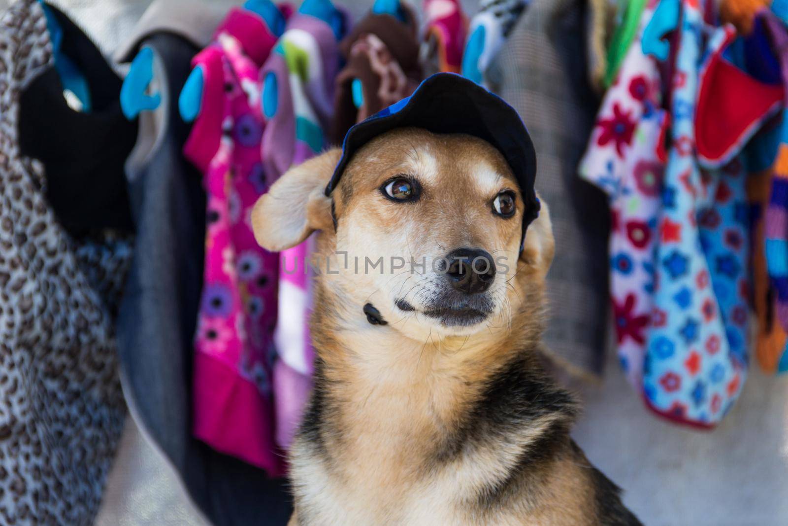 shopping dog trying clothes in pet clothing store by GabrielaBertolini
