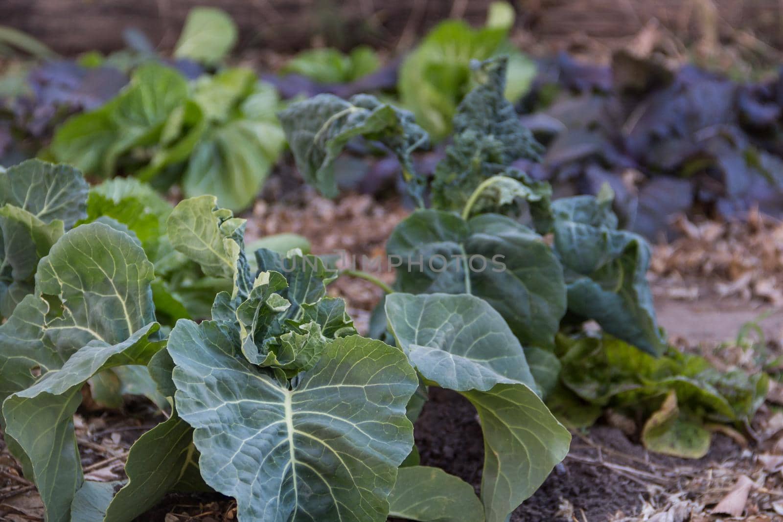 young cabbage plants in the organic garden by GabrielaBertolini