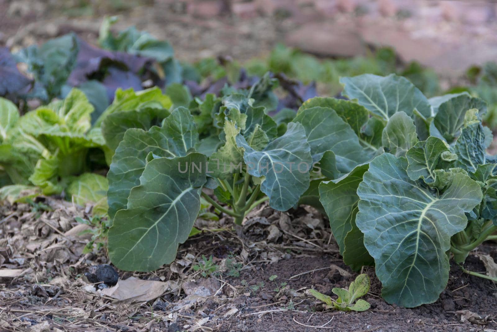 close-up of small cabbage plants in the organic garden