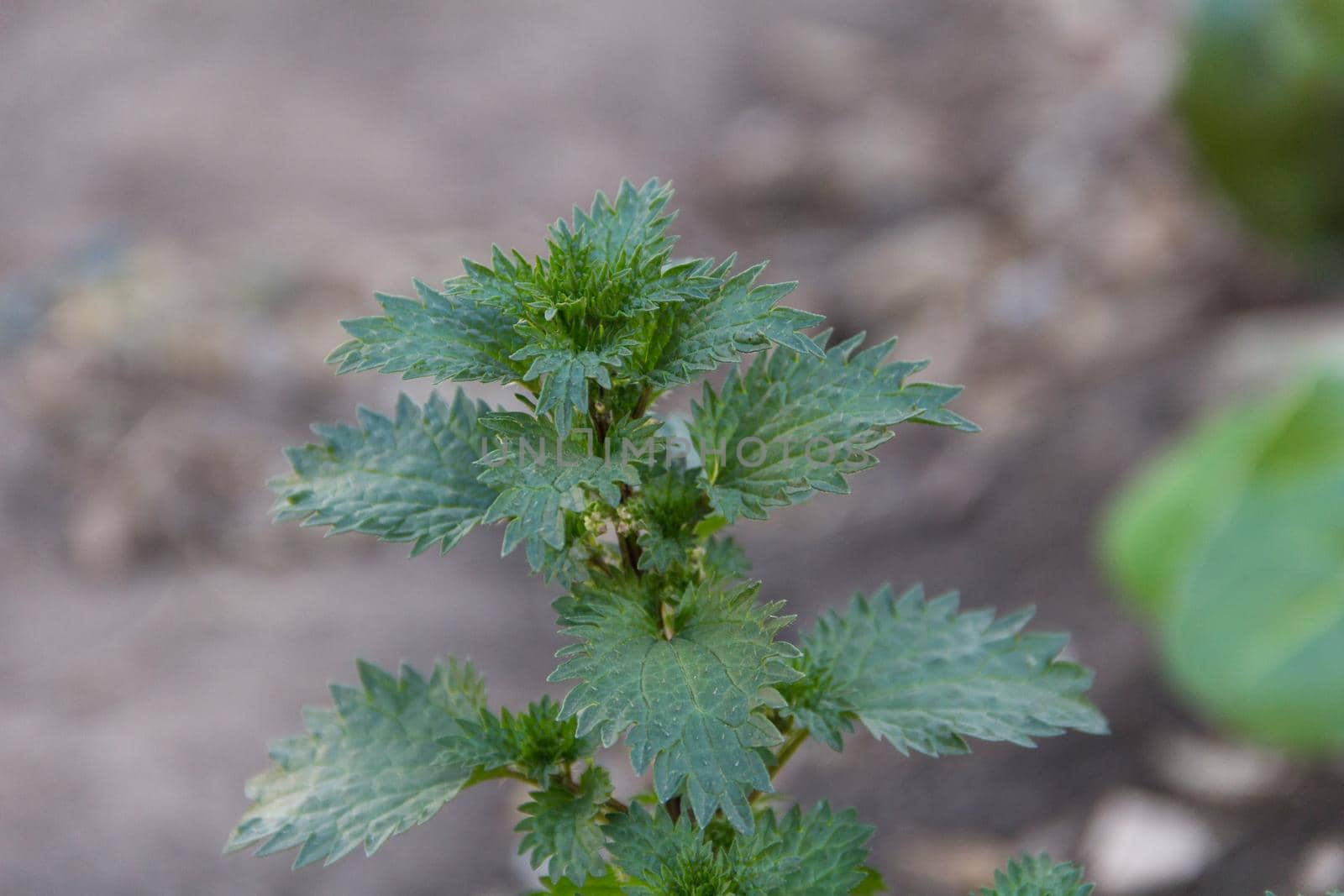 wild nettle plant grown in the garden for its properties