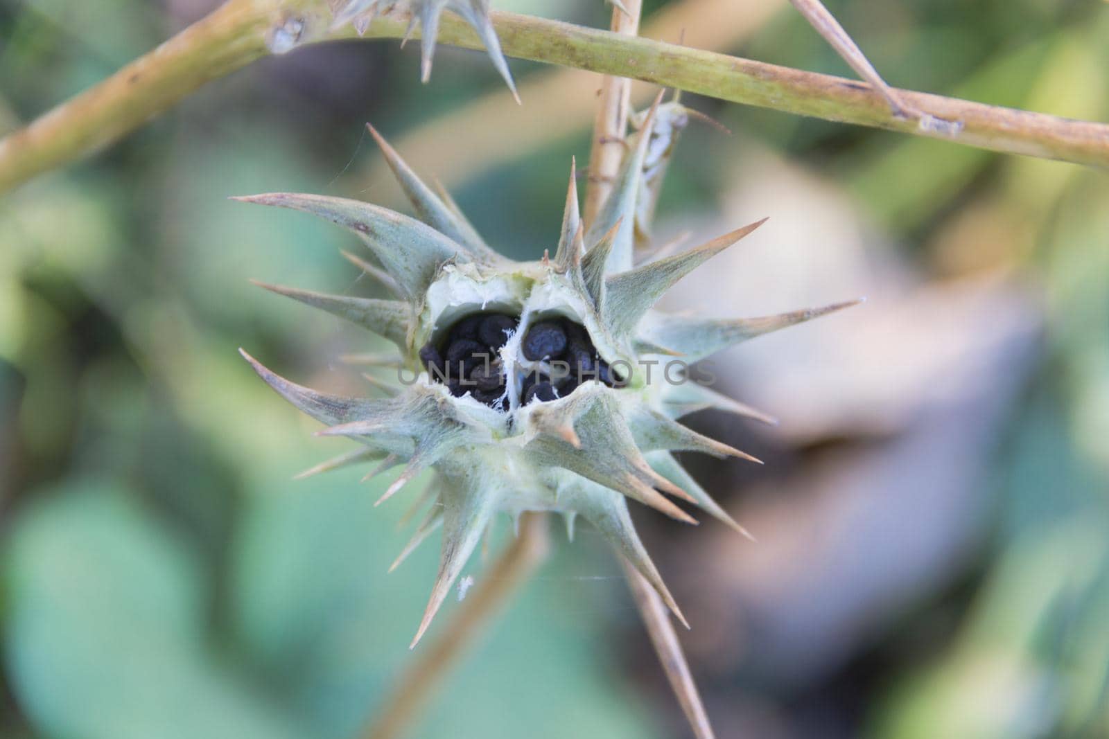 Fruits of Datura ferox that grow wild, known as toloache or chamico