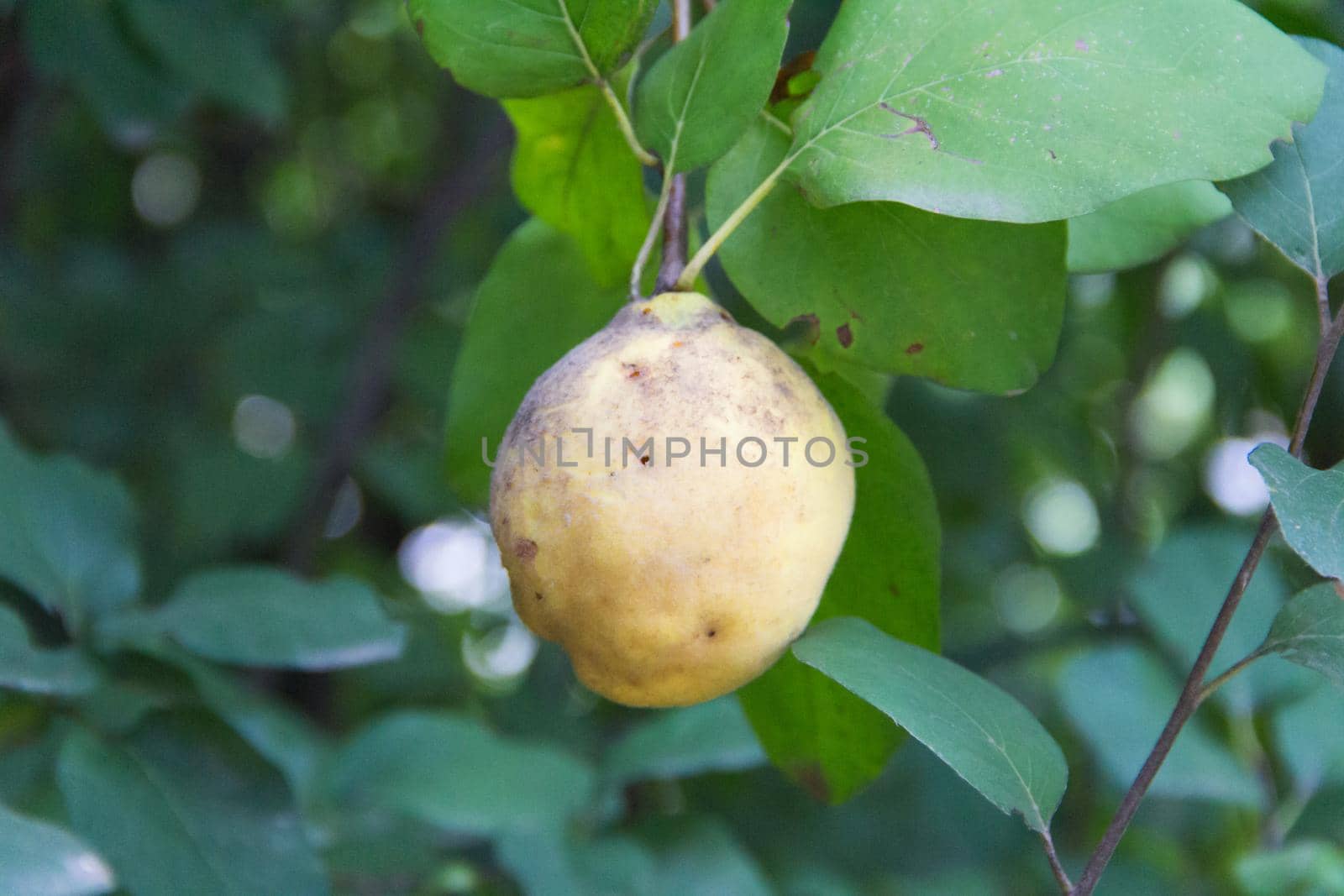 quince fruit on the sick tree branch in the orchard