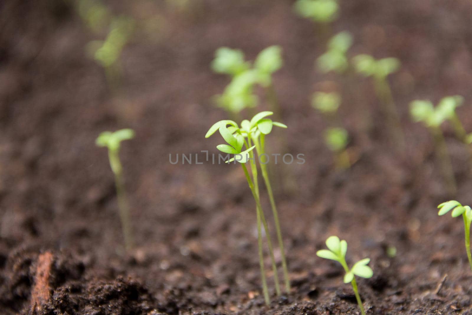 close-up of new watercress sprouts in the organic garden by GabrielaBertolini