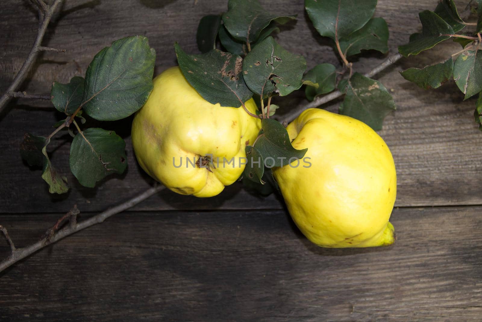 Quince leaves and fruits on rustic wood