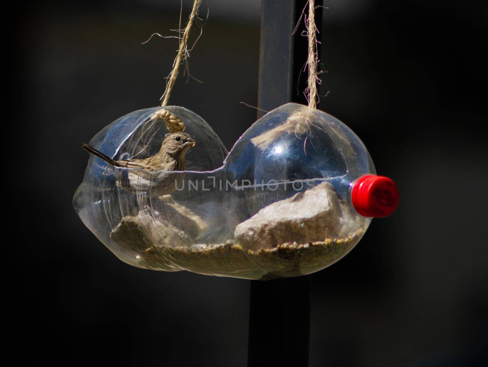 a bird eating at the bird feeder made from a recycled soda bottle