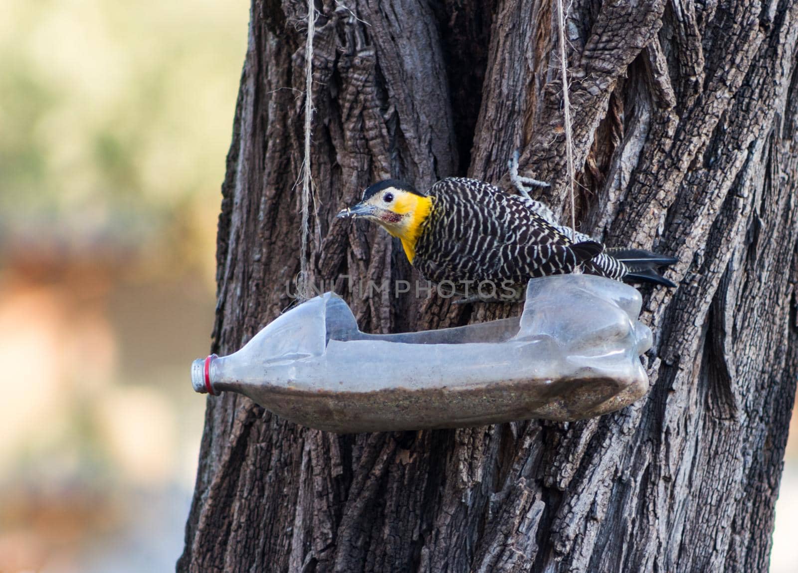 a woodpecker eating from the repurposed bottle feeder