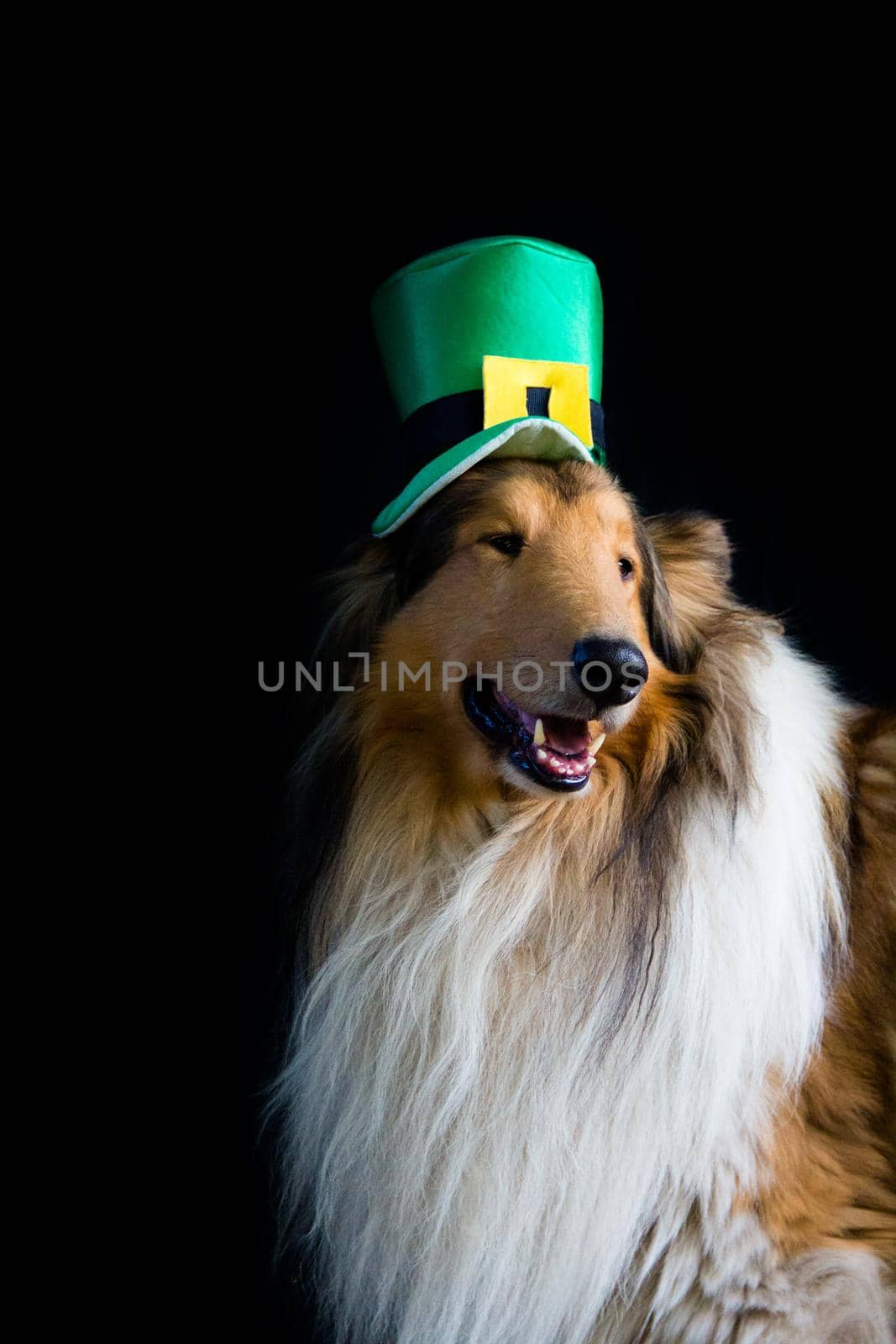 portrait of a Rough Collie dog with saint patrick's day top hat
