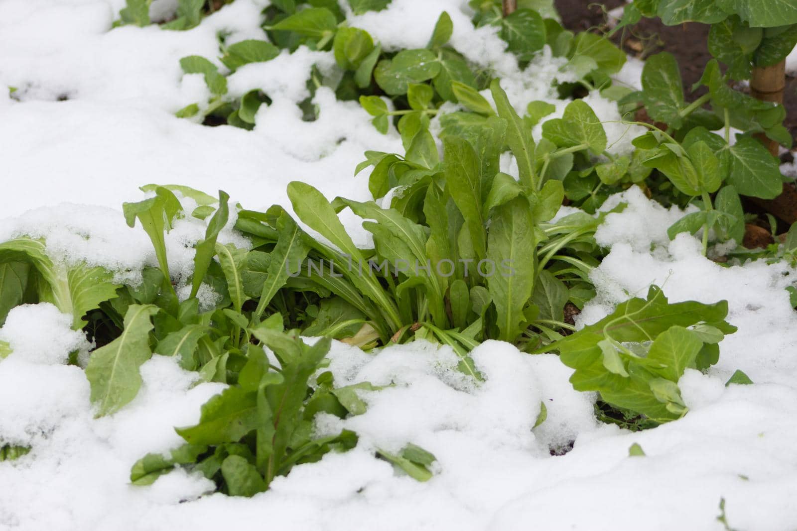 chicory seedlings covered with snow by GabrielaBertolini