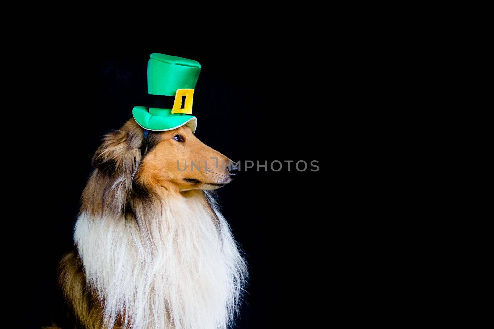 portrait of a Rough Collie dog with saint patrick's day top hat