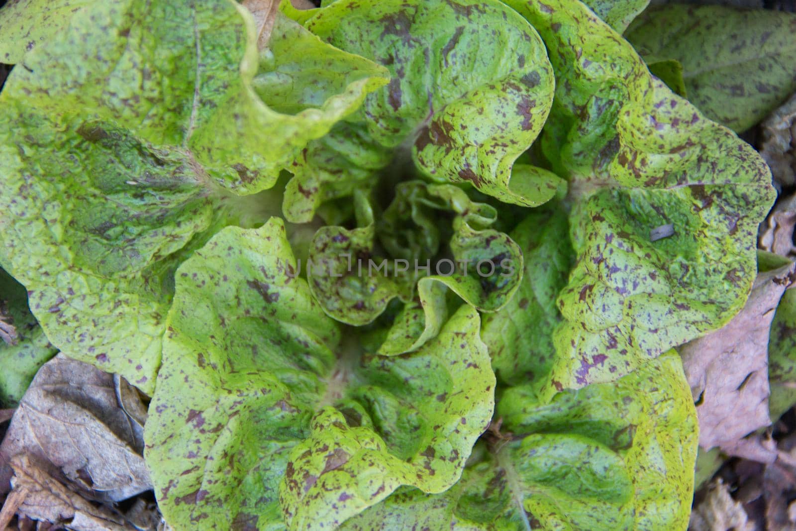 top view of variety of lettuce leaves planted in the organic garden
