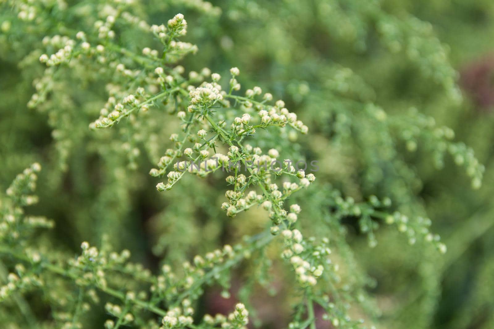 Detail of the branch of artemisia annua in bloom. Medicinal plant that grows wild in the mountains by GabrielaBertolini