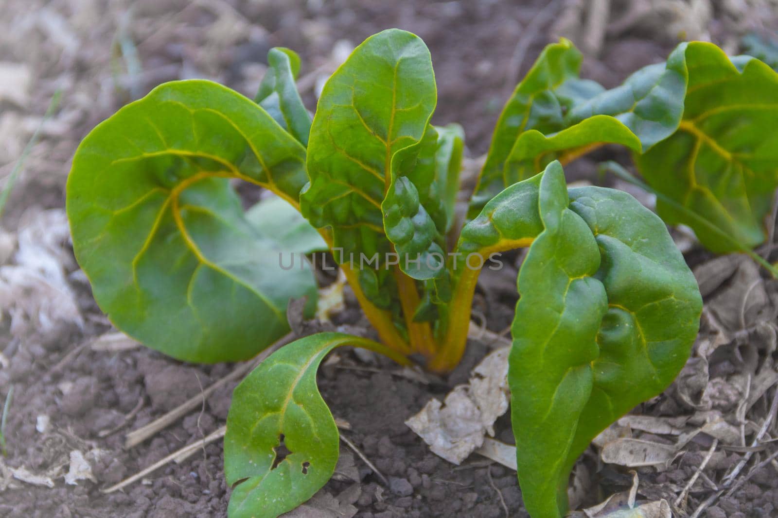 organic cultivation of a variety of chard in autumn