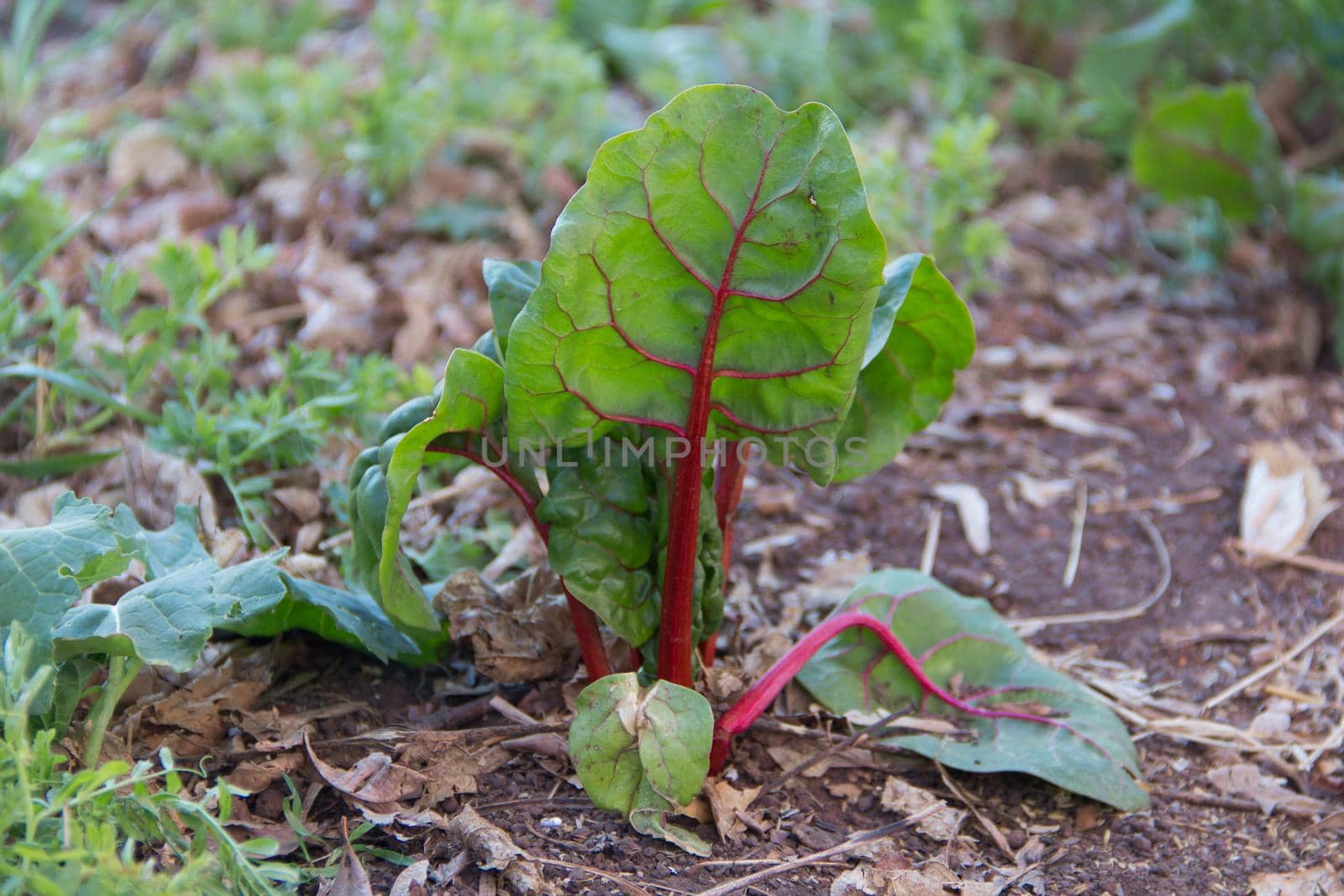organic cultivation of a variety of chard in autumn