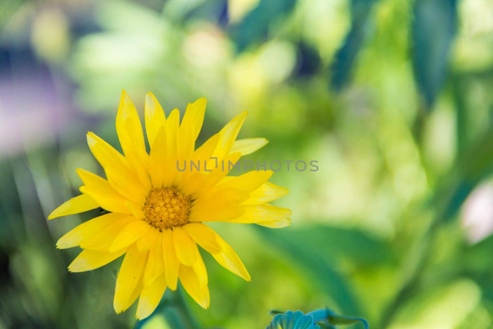 close-up of a yellow calendula that bloomed in the garden in the garden by GabrielaBertolini