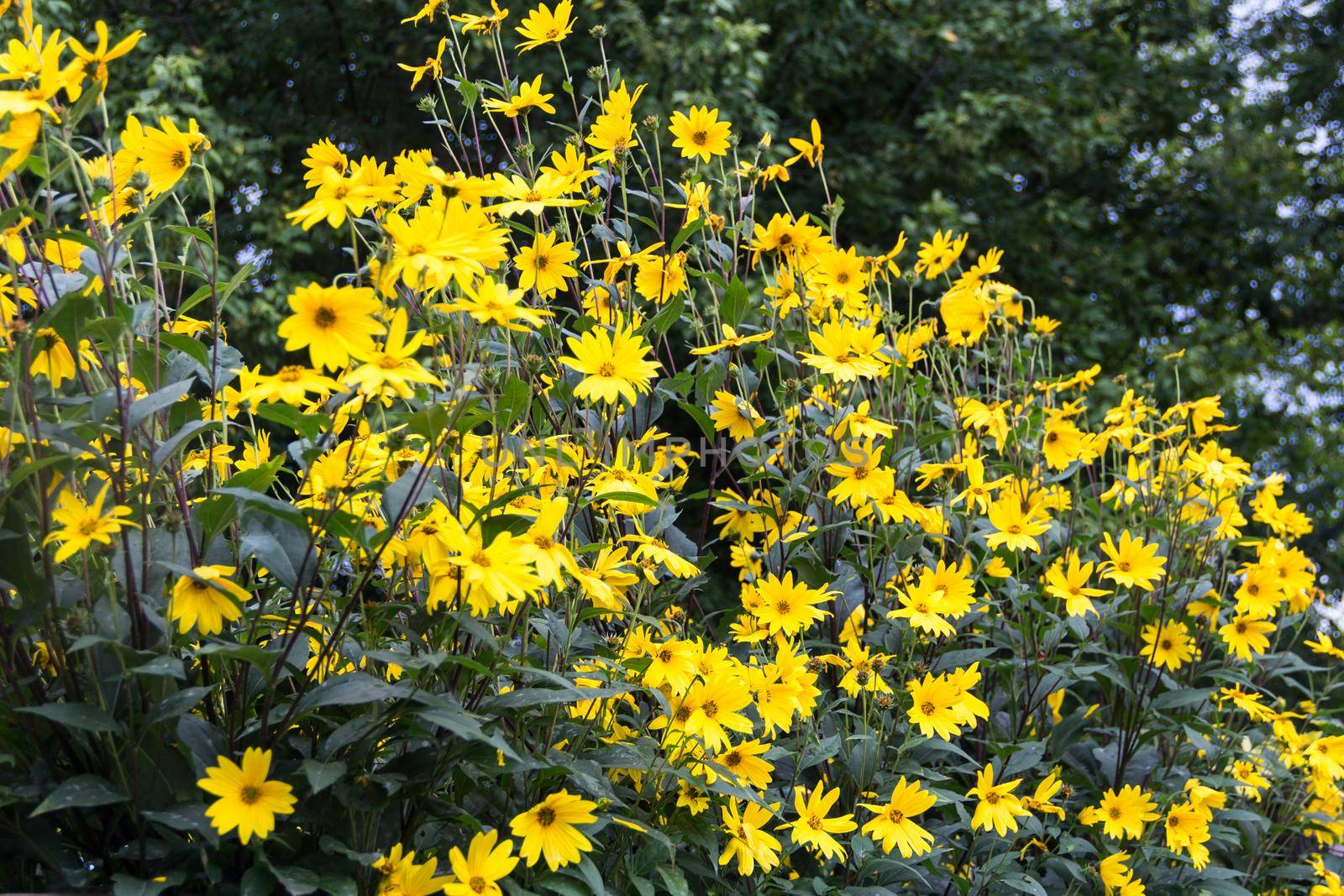 yellow flowers of the garden sunflower, Helianthus tuberosus or Jerusalem artichoke