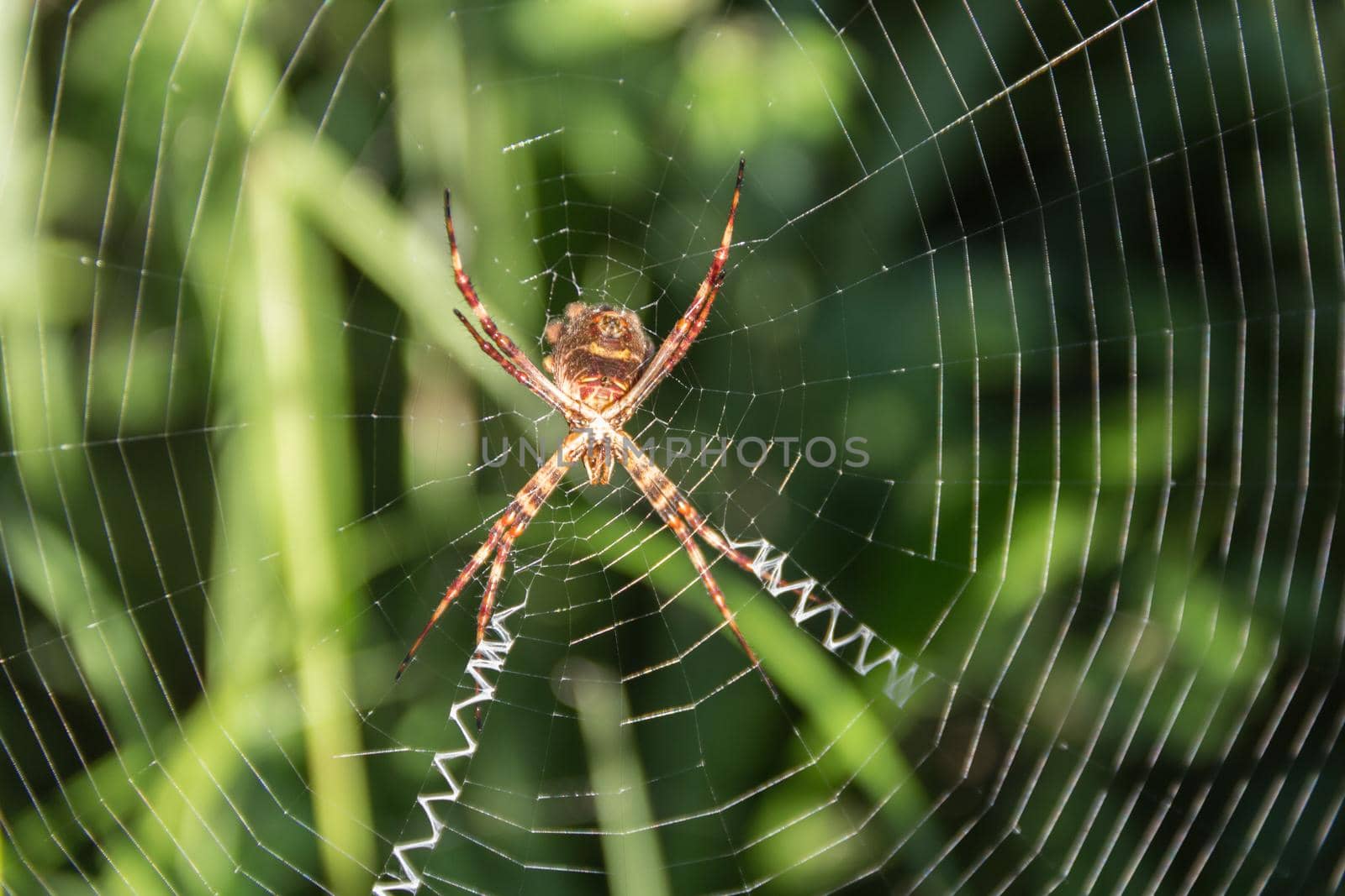 an Argiope lobata Pallas spider, on its web in the garden by GabrielaBertolini