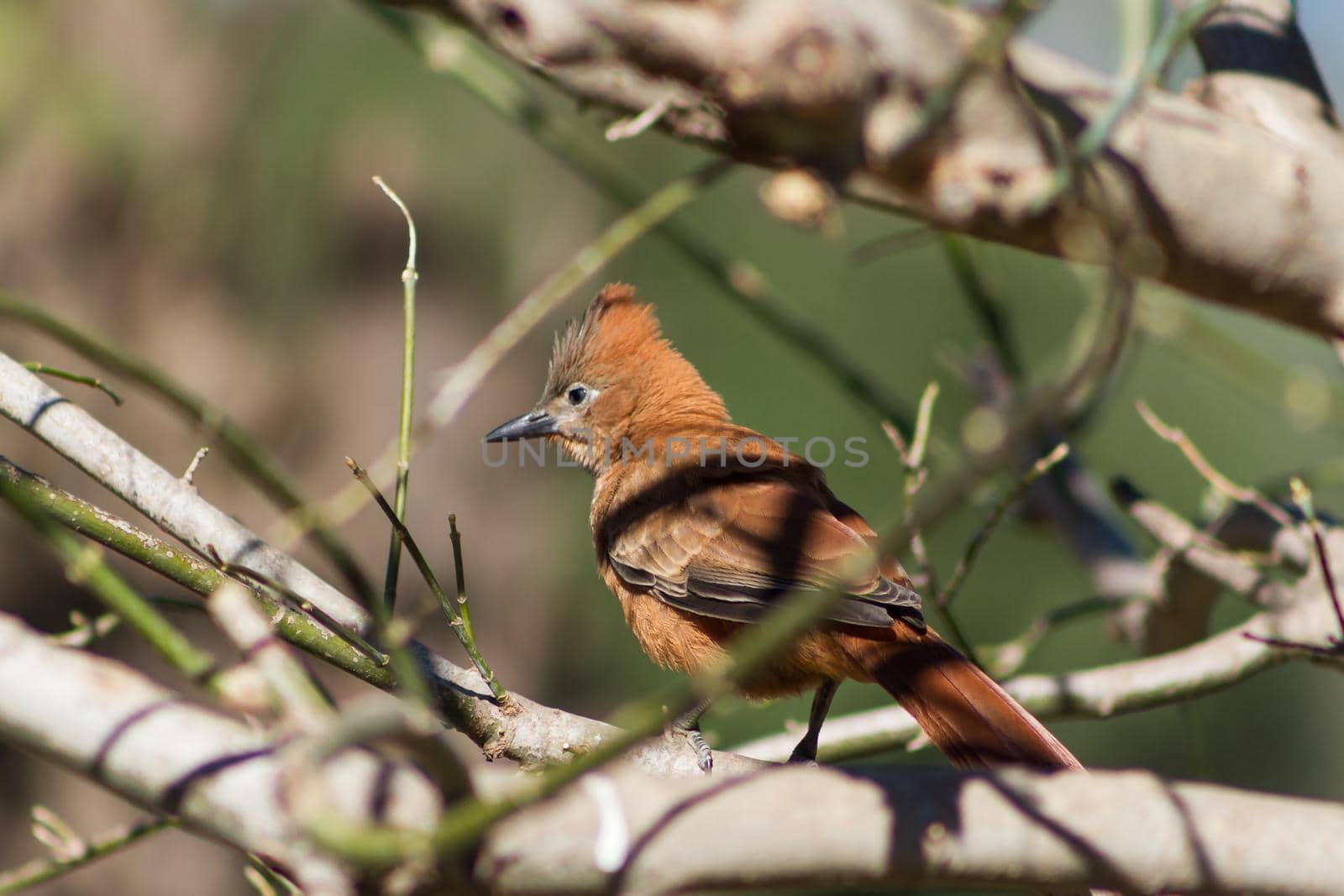 Pseudoseisura lophotes, bird that inhabits South America, perched on the branches of the tree