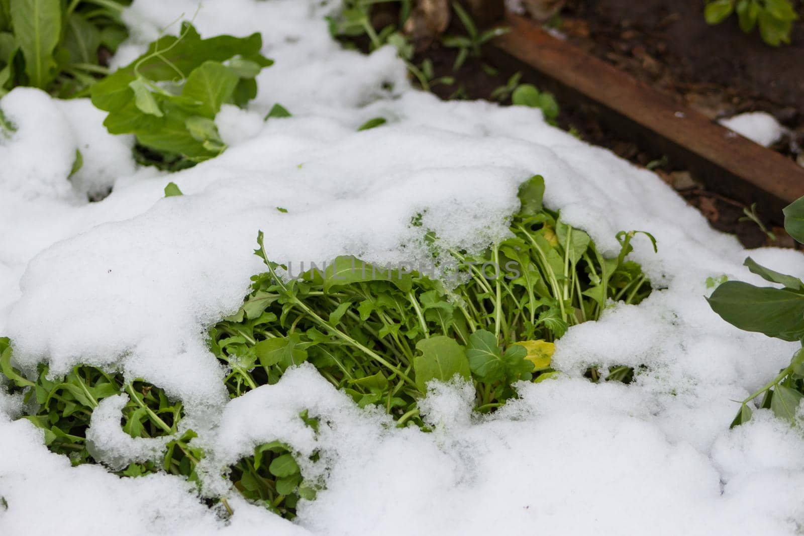 organic garden plants covered with snow