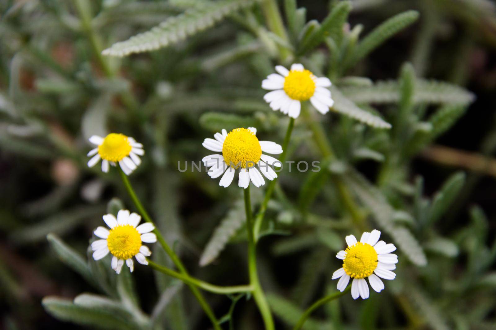 flowers and medicinal chamomile plant in the organic garden in spring