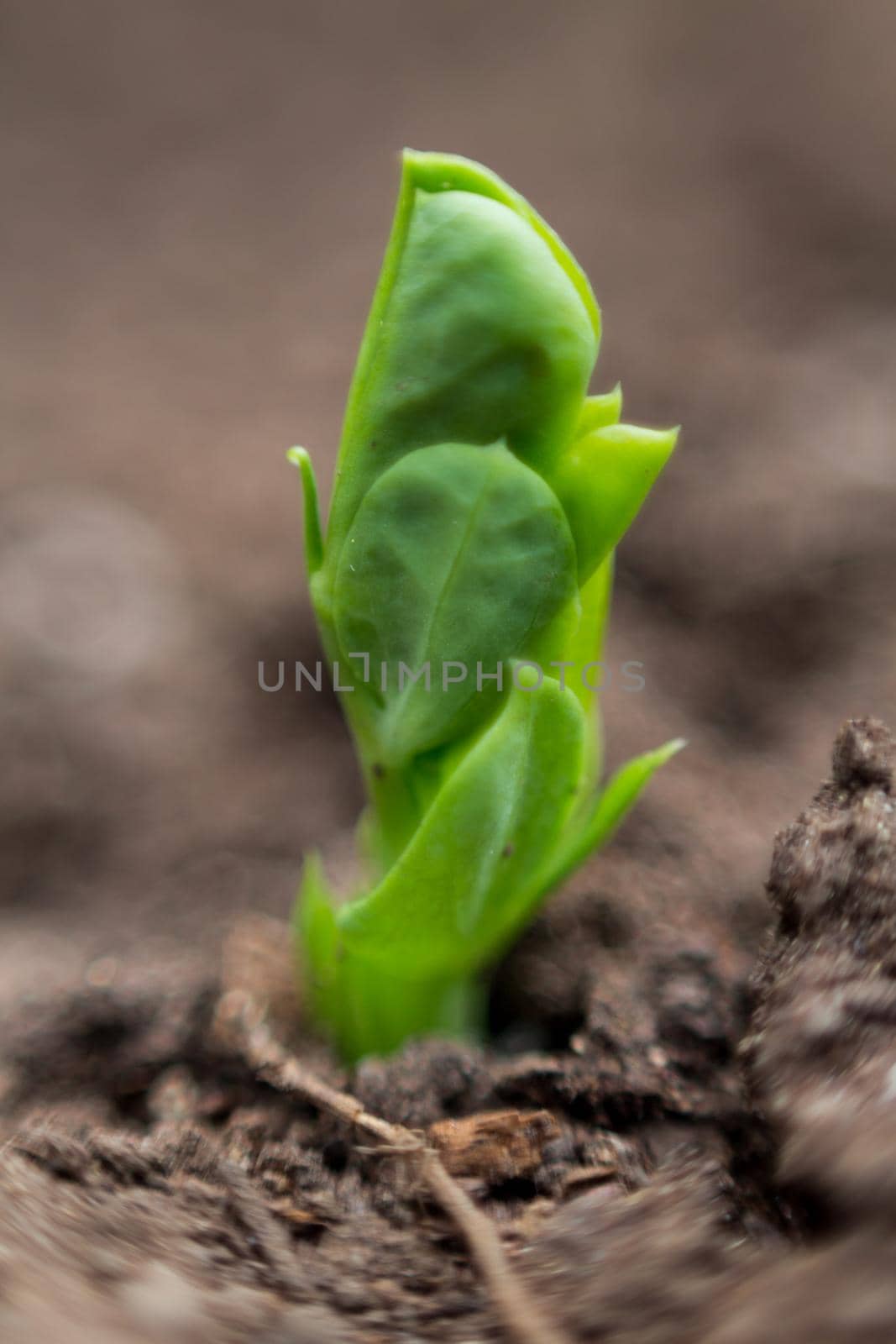 closeup detail of the new pea plant in the organic garden by GabrielaBertolini