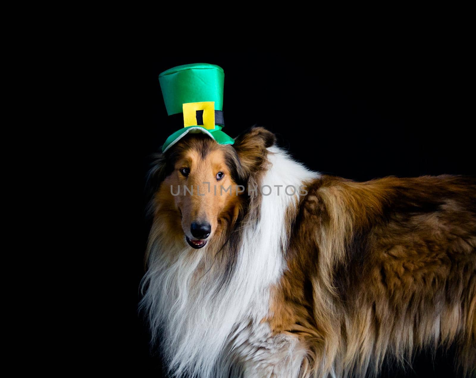 portrait of a Rough Collie dog with saint patrick's day top hat by GabrielaBertolini