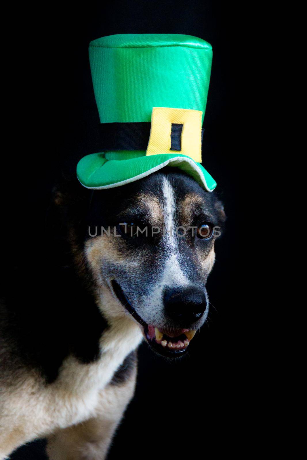 portrait of a mongrel dog with st patricks day hat