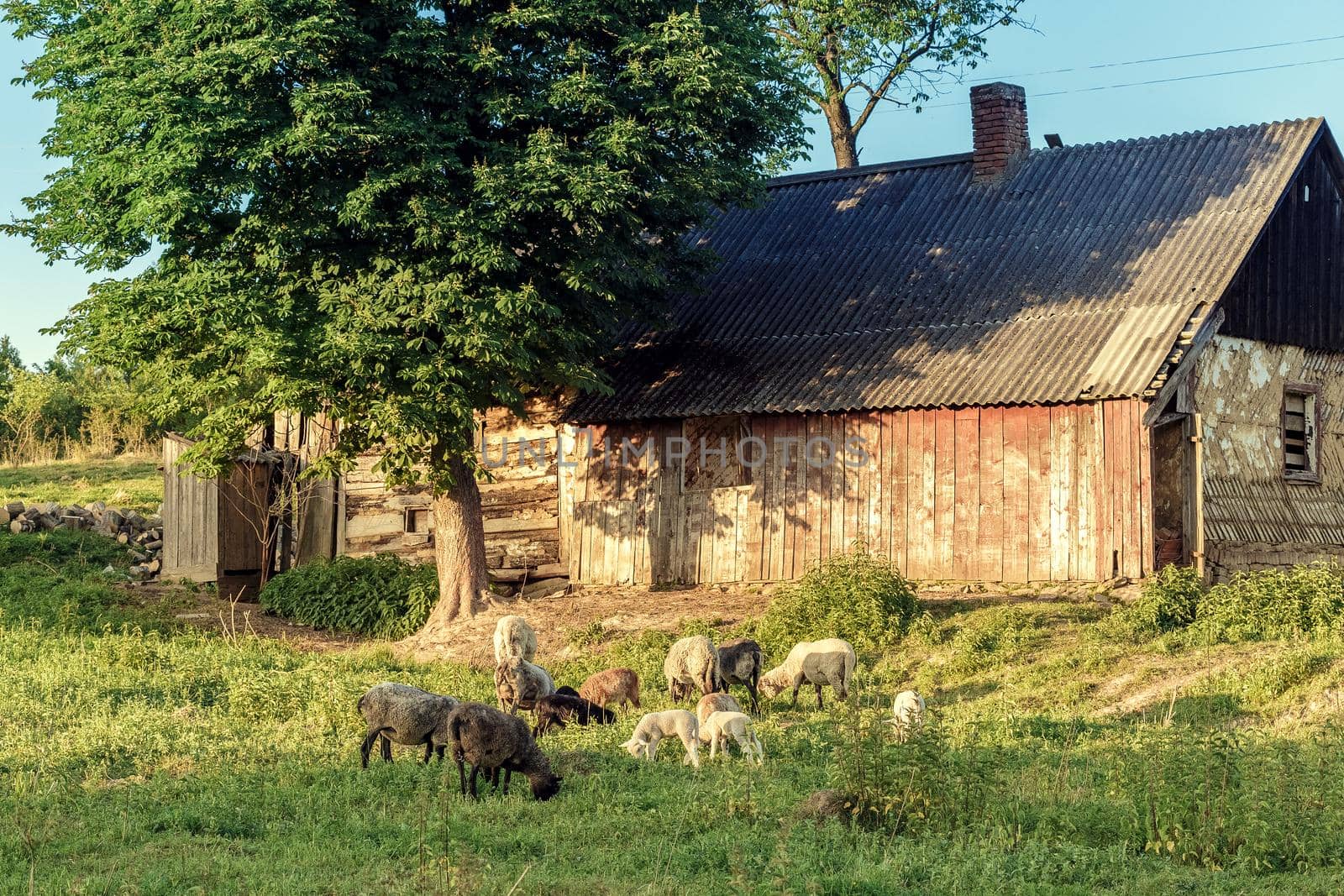 Flock of sheep on pasture. Livestock concept. Cattle farm in Ukraine
