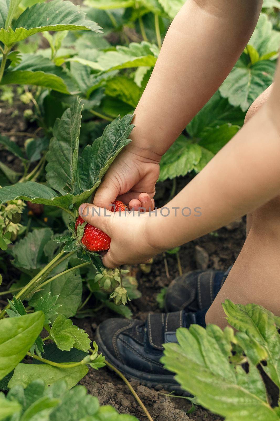 Unrecognizable litlle boy's hands picking strawberries in the farm. Outdoor activities for kids
