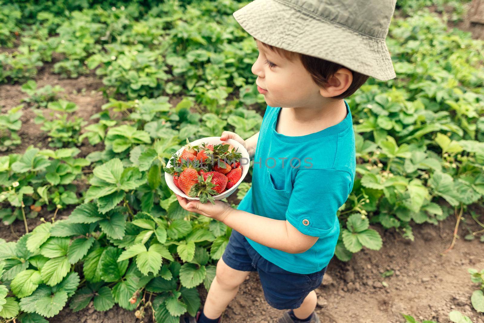 Litlle boy picking fresh strawberries in the garden. Local farming, organic food cultivation