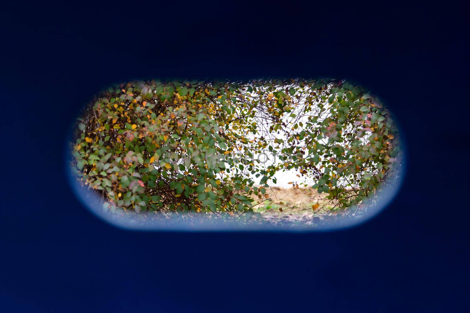 Landscape, view of trees in the park through an oval hole in a blue wooden wall