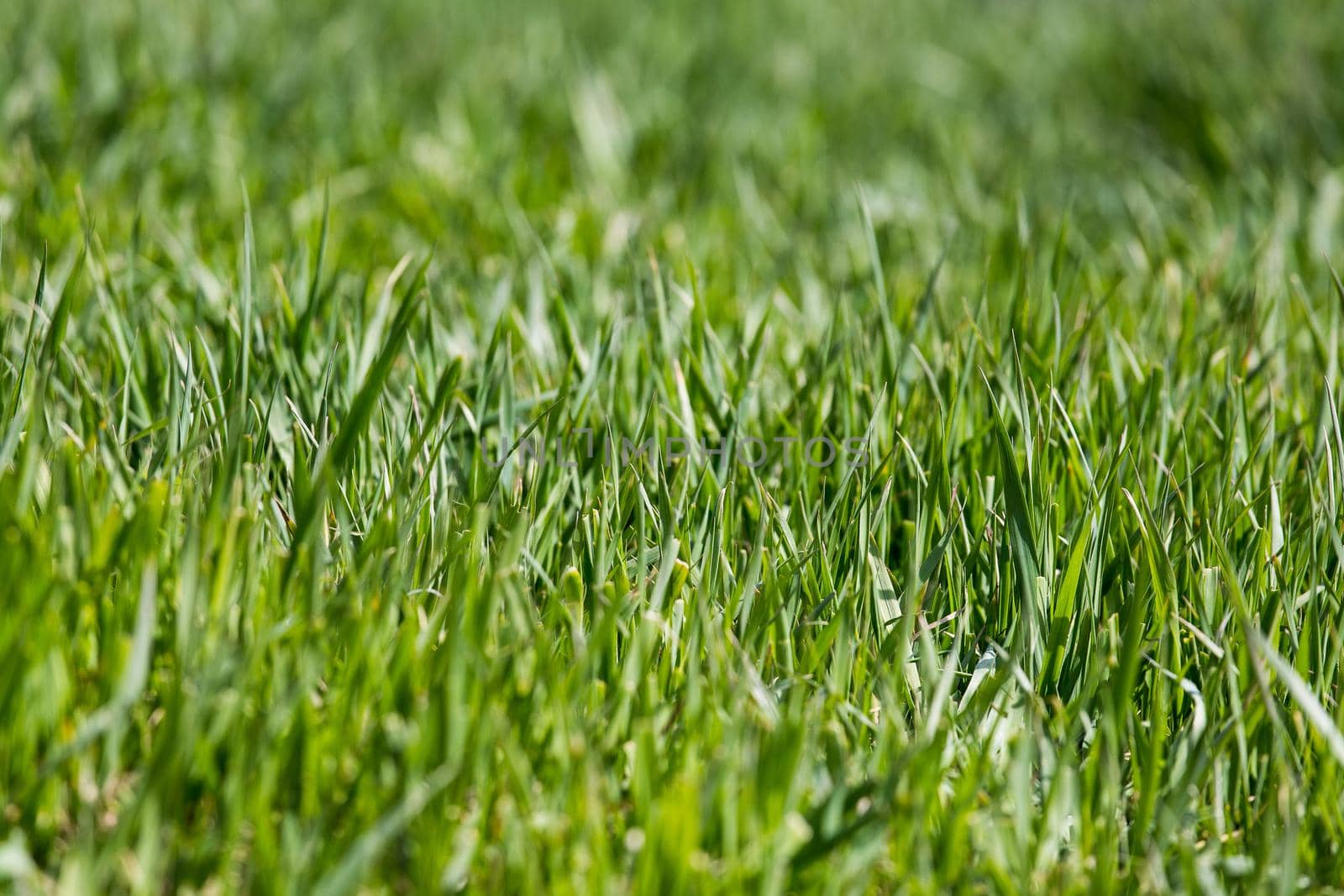 Lawn close-up, green grass background with focus point