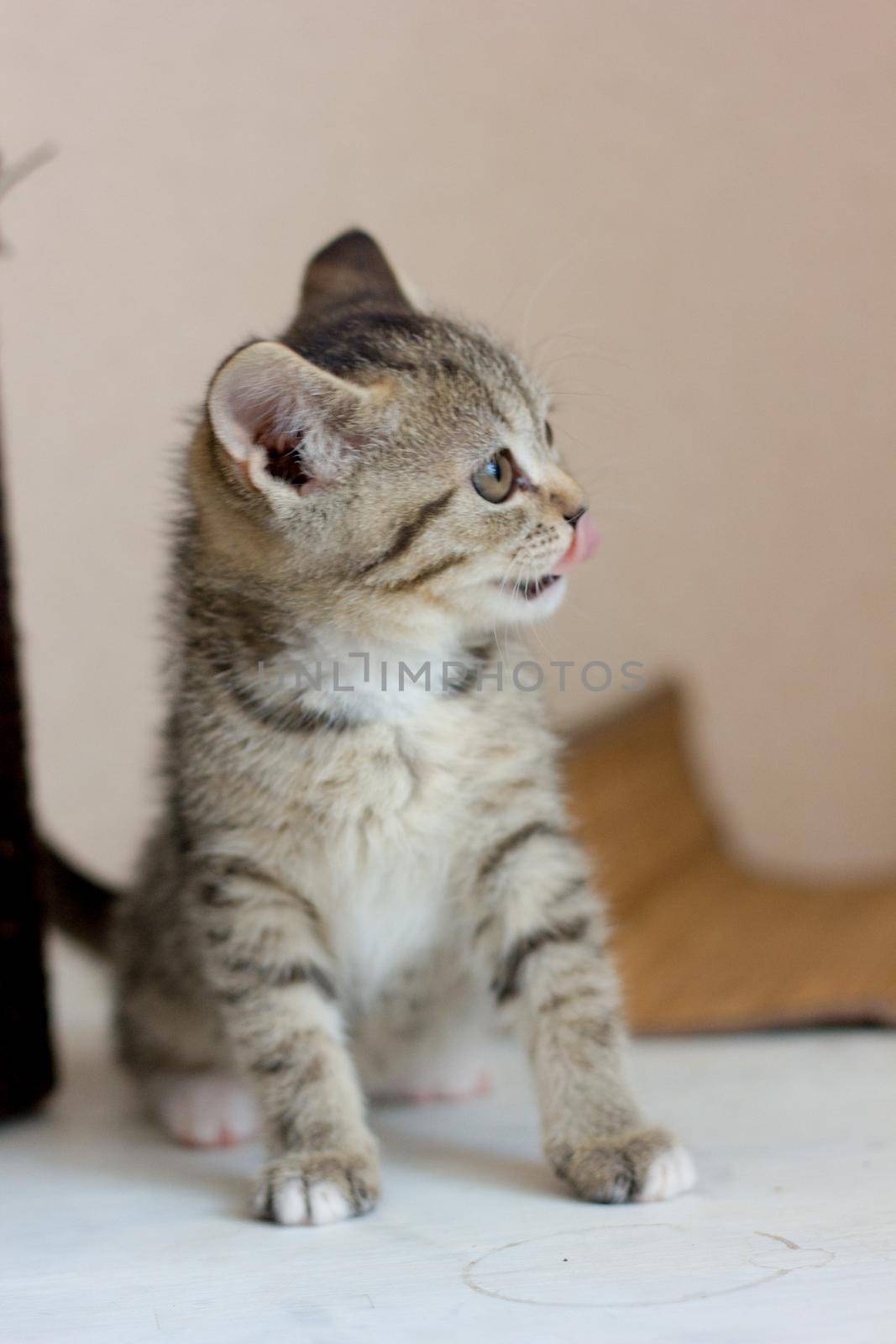 Portrait of a beautiful gray kitten on white table.