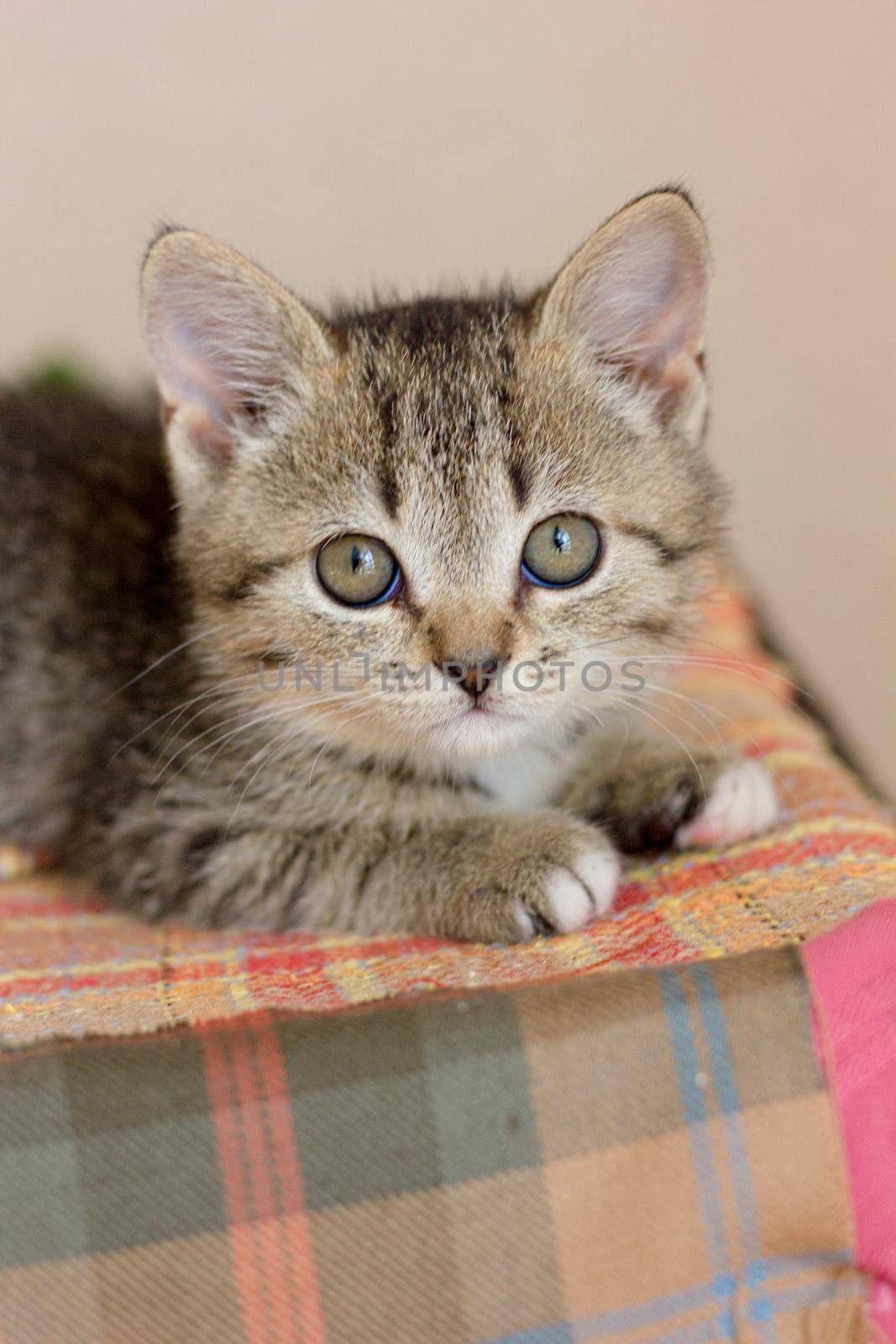 Cute gray kitten sitting on the colored surface.