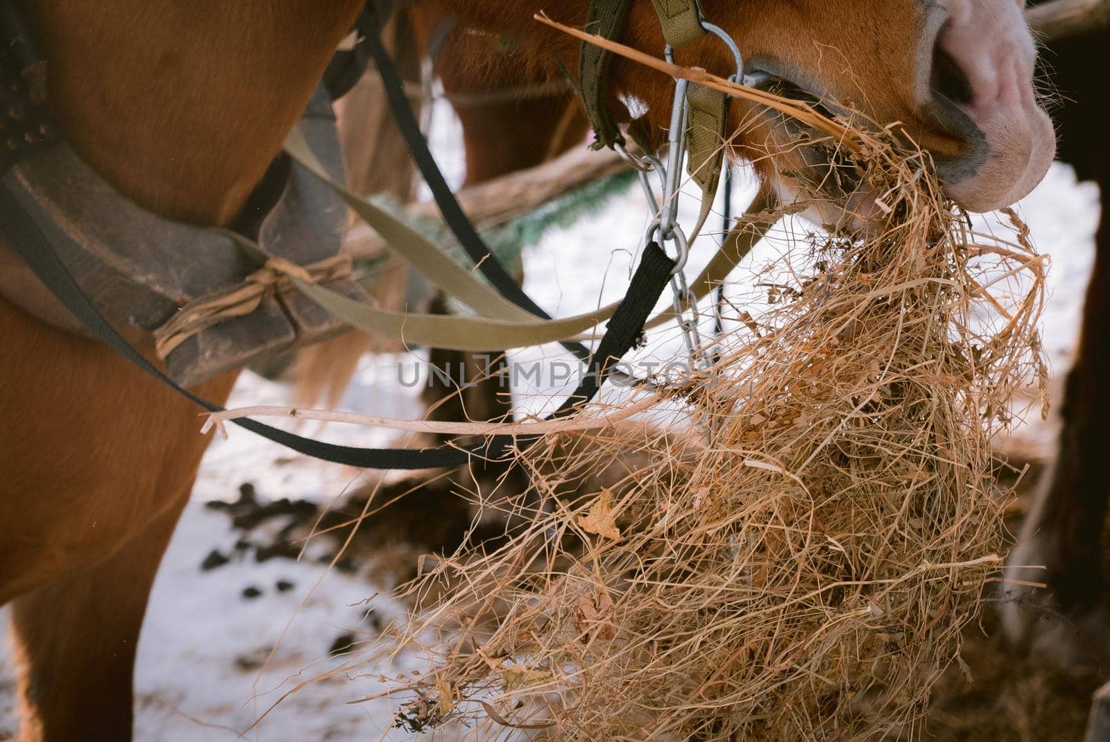 Beautiful horse eats dry hay outdoors at a farm