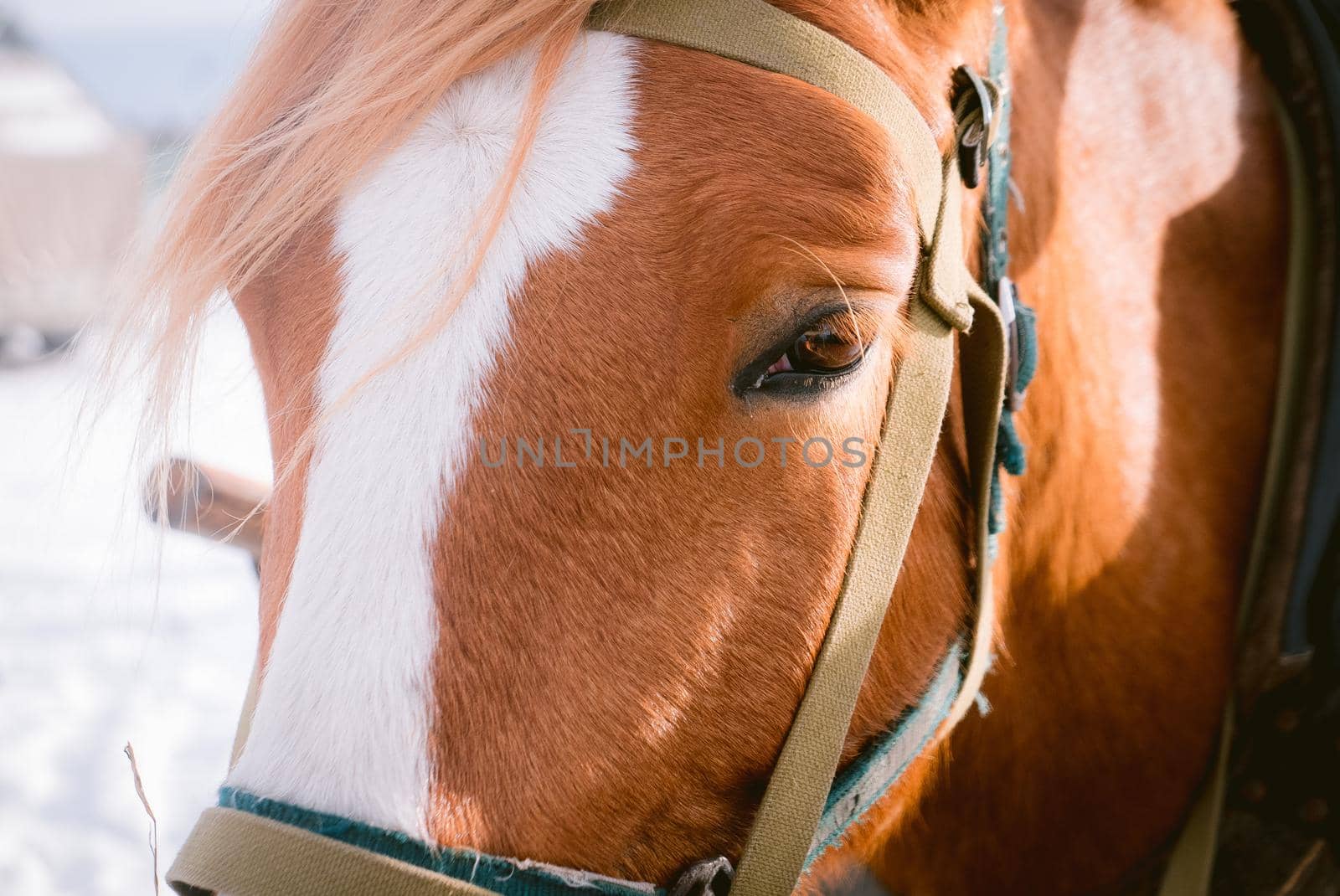Horse eye shoot outdoors at an animal farm