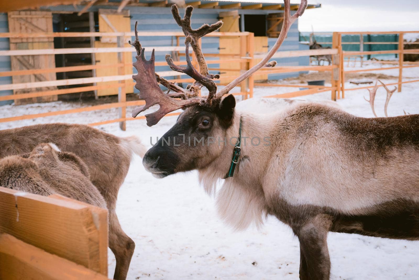 Raindeer at animal farm paddock during winter season