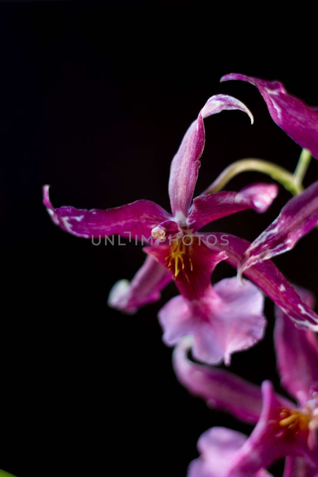 Orchid flowers on black background in a studio.