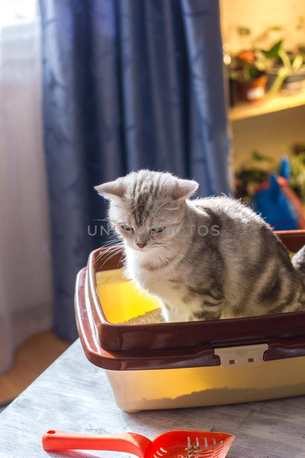 Cat sitting in a cat litter box or tray. by sharafizdushanbe
