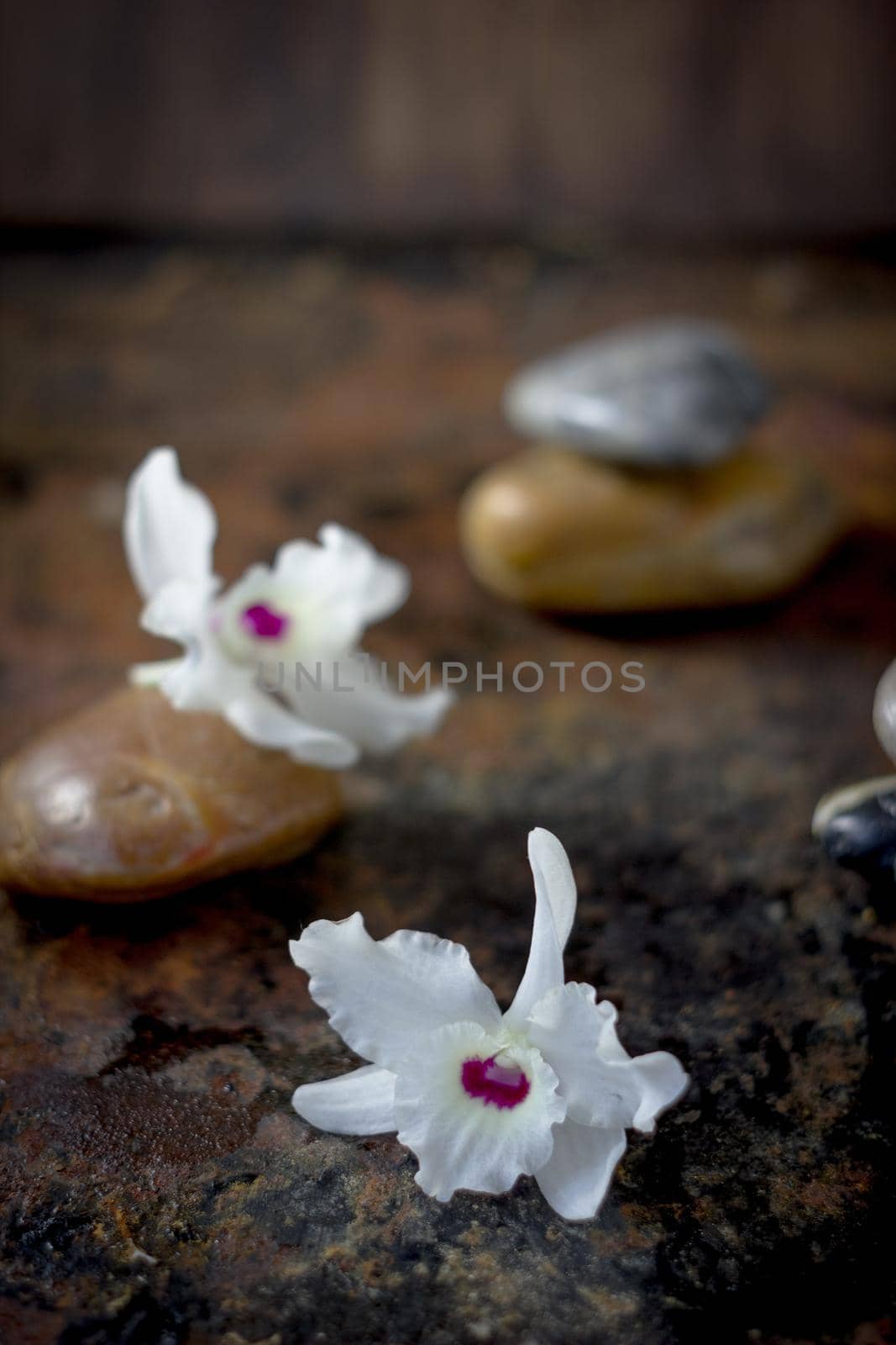 Spa stones and orchid flowers on dark background
