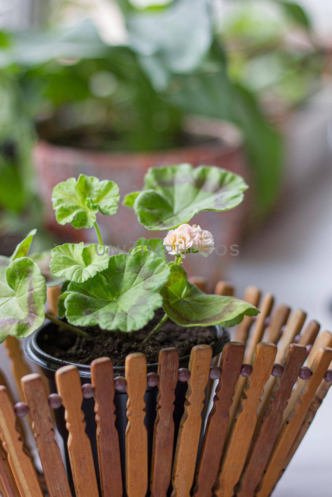 Beautiful little pink pelargonia in a pot.