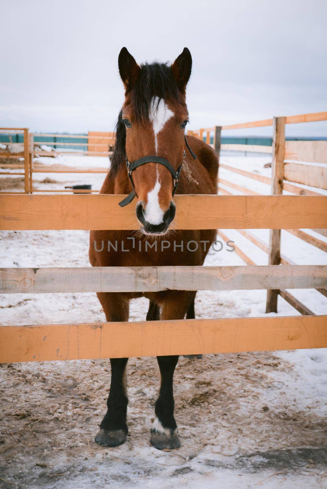 Horse at horse paddock during winter season