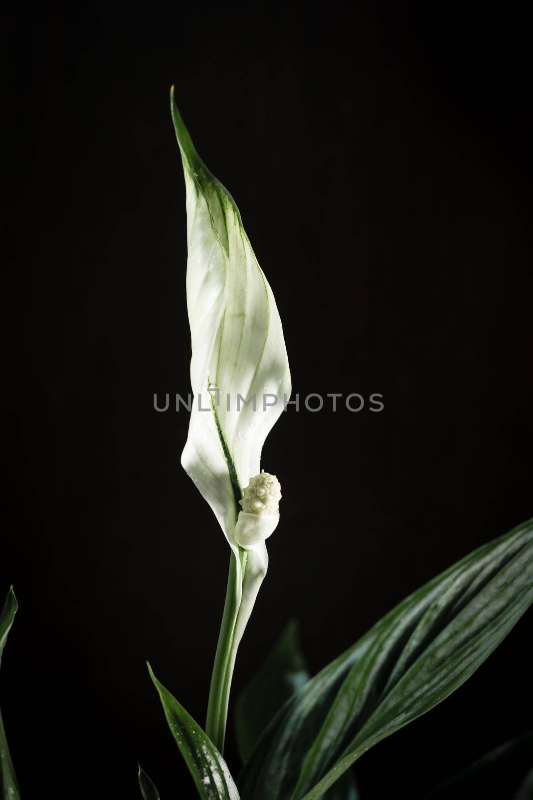 White Spathiphyllum flower on a black background