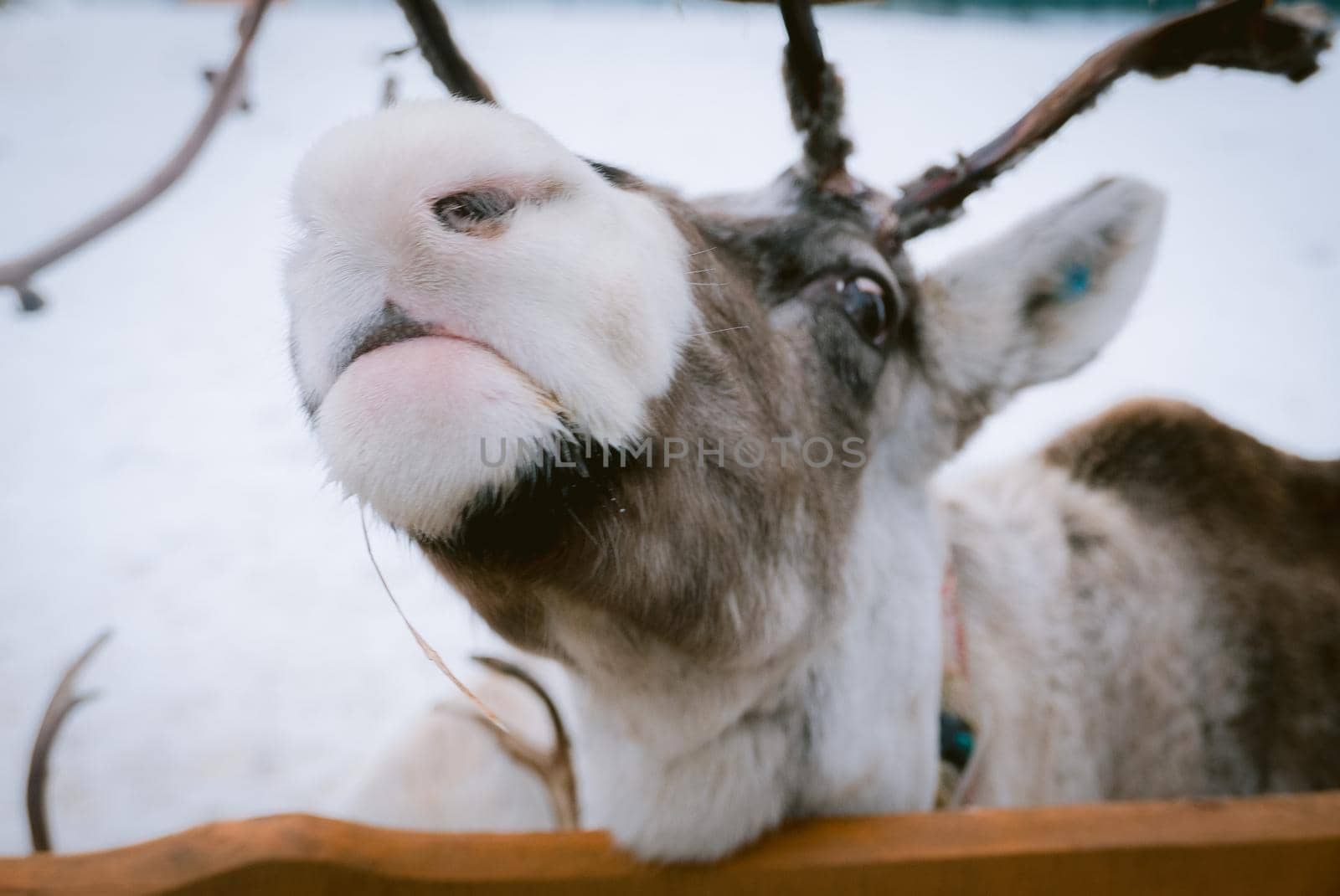 Raindeer at animal farm paddock during winter season