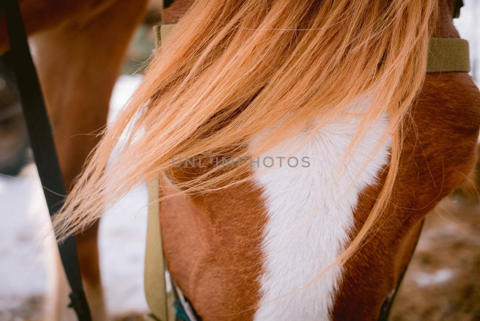 Horse head shoot outdoors at an animal farm